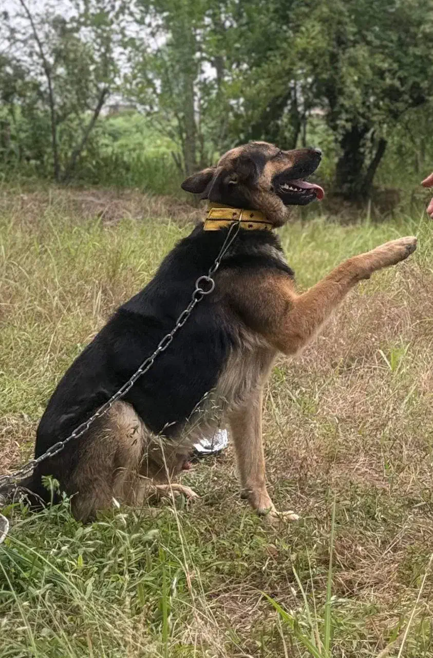 سگ نر ژرمن|سگ|شفت, |دیوار