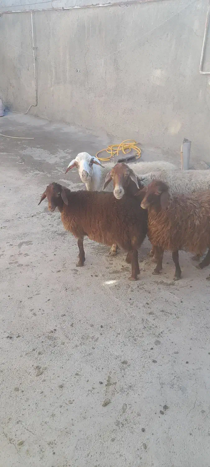 پز و برخ|حیوانات مزرعه|دهگلان, |دیوار