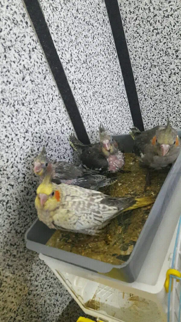 فروش عروس هلندی|پرنده|سنندج, |دیوار