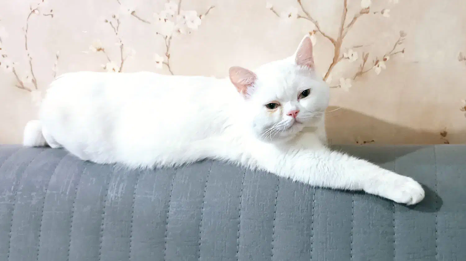 واگذاری گربه پرشین اسکاتیش نژاد دار|گربه|بم, |دیوار