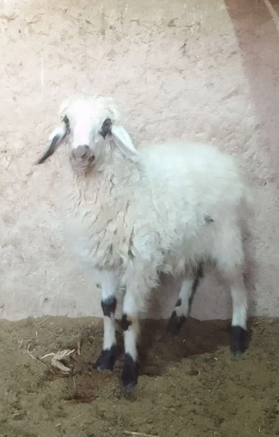 قوچ افشاری و بره|حیوانات مزرعه|ابرکوه, |دیوار