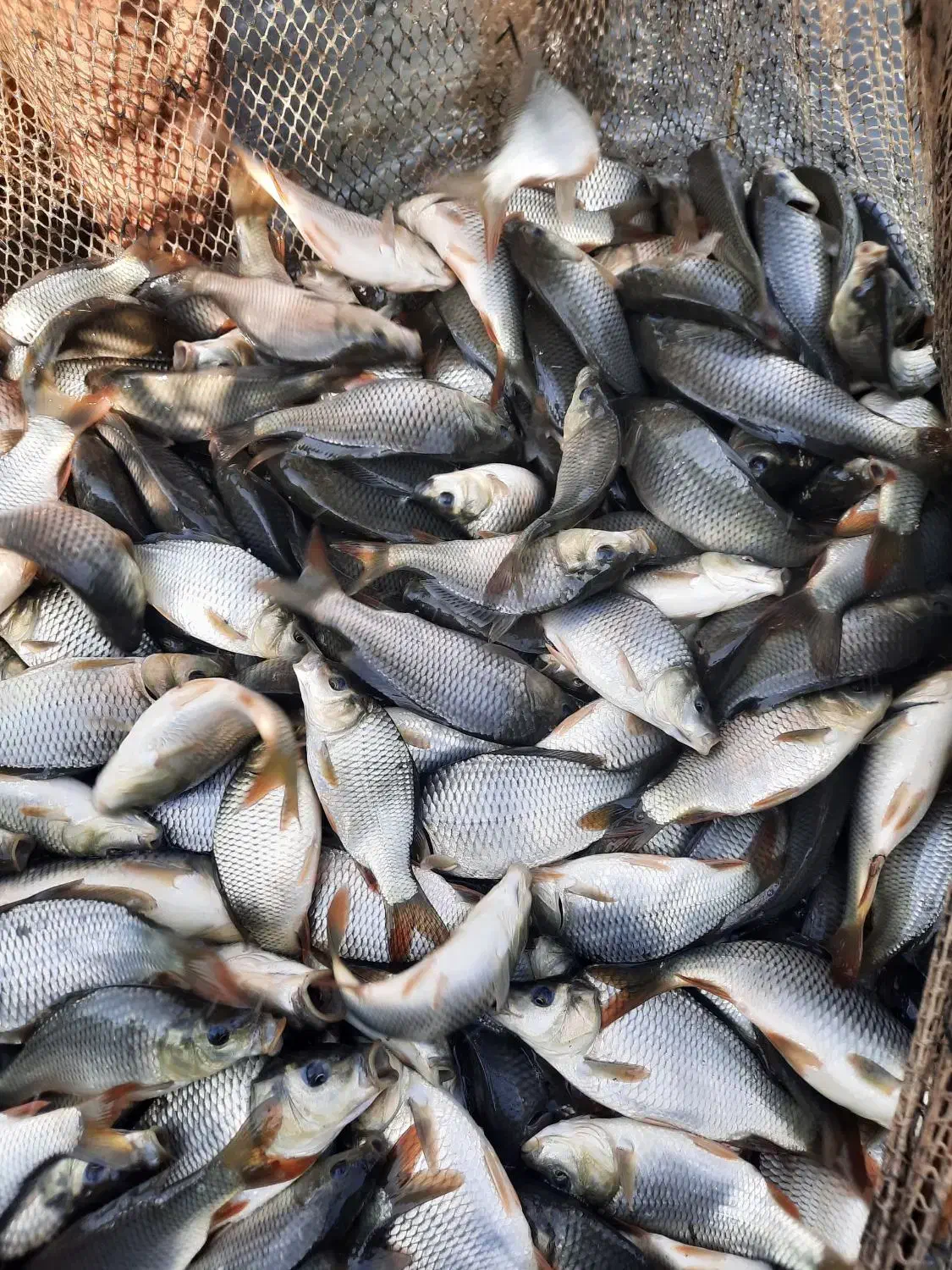 بچه ماهی کپور طلایی،آمور،قزل الا|ماهی|تهران, دانشگاه شریف|دیوار