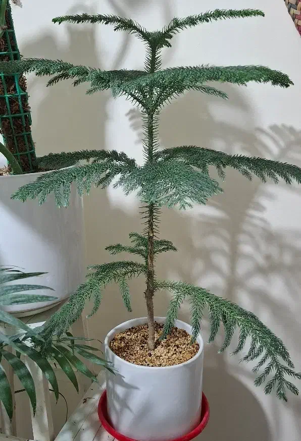 کاج مطبق|گل و گیاه طبیعی|مشهد, کوشش|دیوار