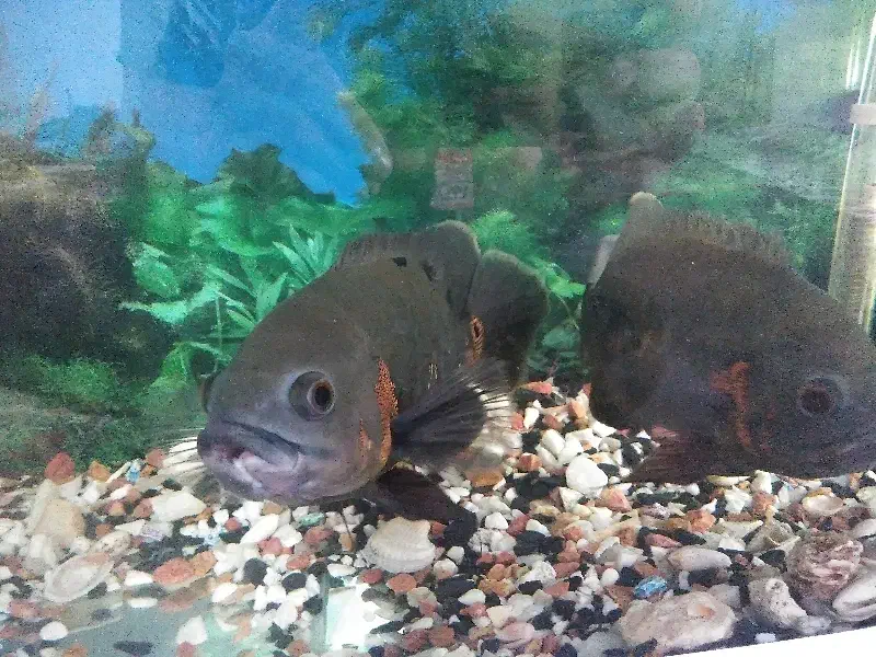 اسکار تایگر|ماهی|مراغه, |دیوار