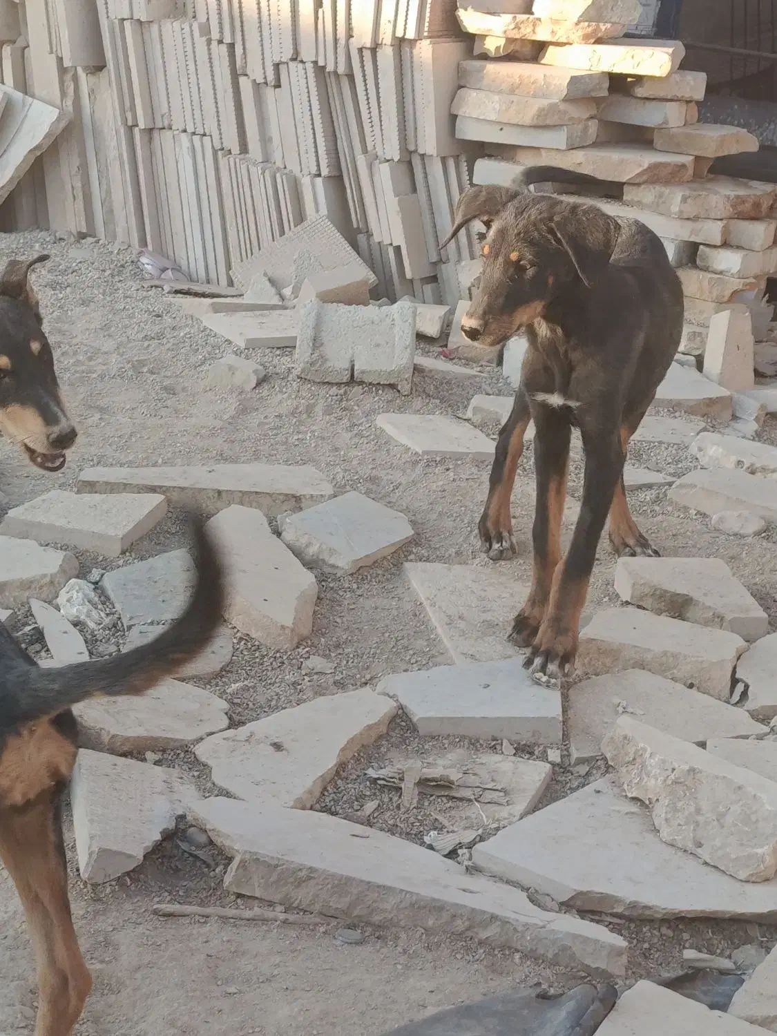 سگ دوبرمن|سگ|شیراز, برمشور علیا|دیوار