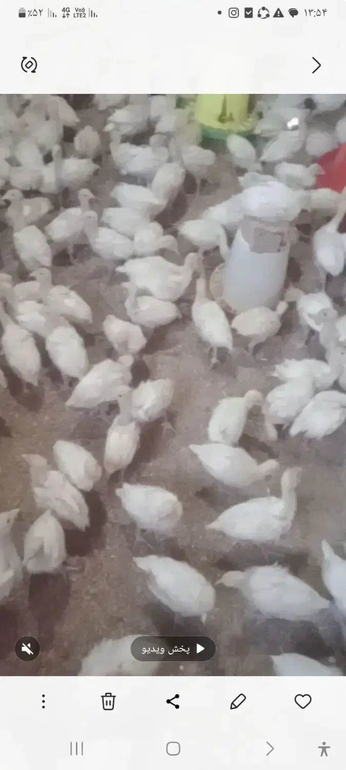 جوجه بوقلمون گوشتی واکسنها تکمیل فروش|حیوانات مزرعه|کوهسرخ, |دیوار