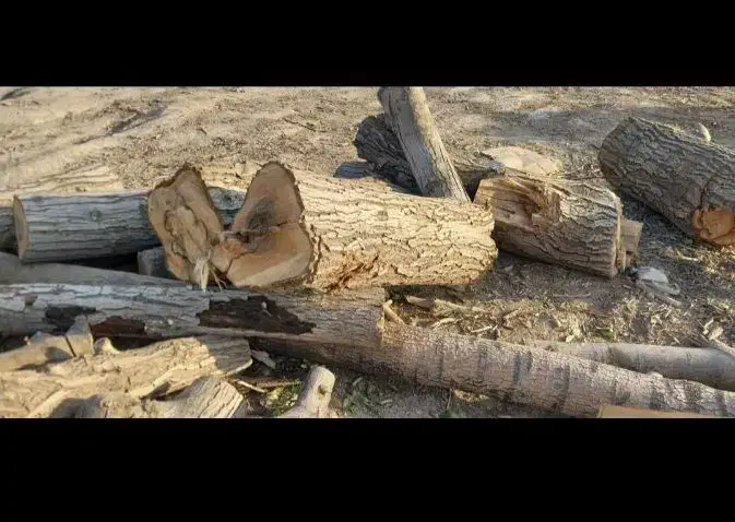 خرید انواع چوب باغی بع قیمت کارخانه.|خدمات باغبانی و درختکاری|چناران, |دیوار