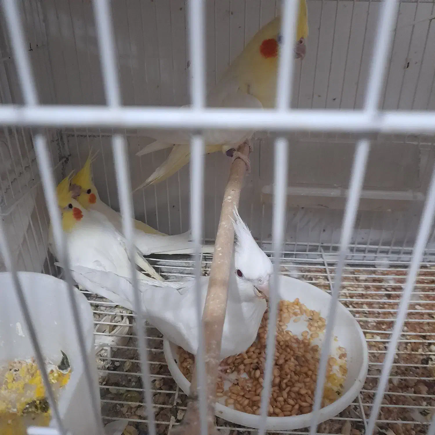 عروس هلندی لوتینو جوجه|پرنده|مشهد, کشف|دیوار