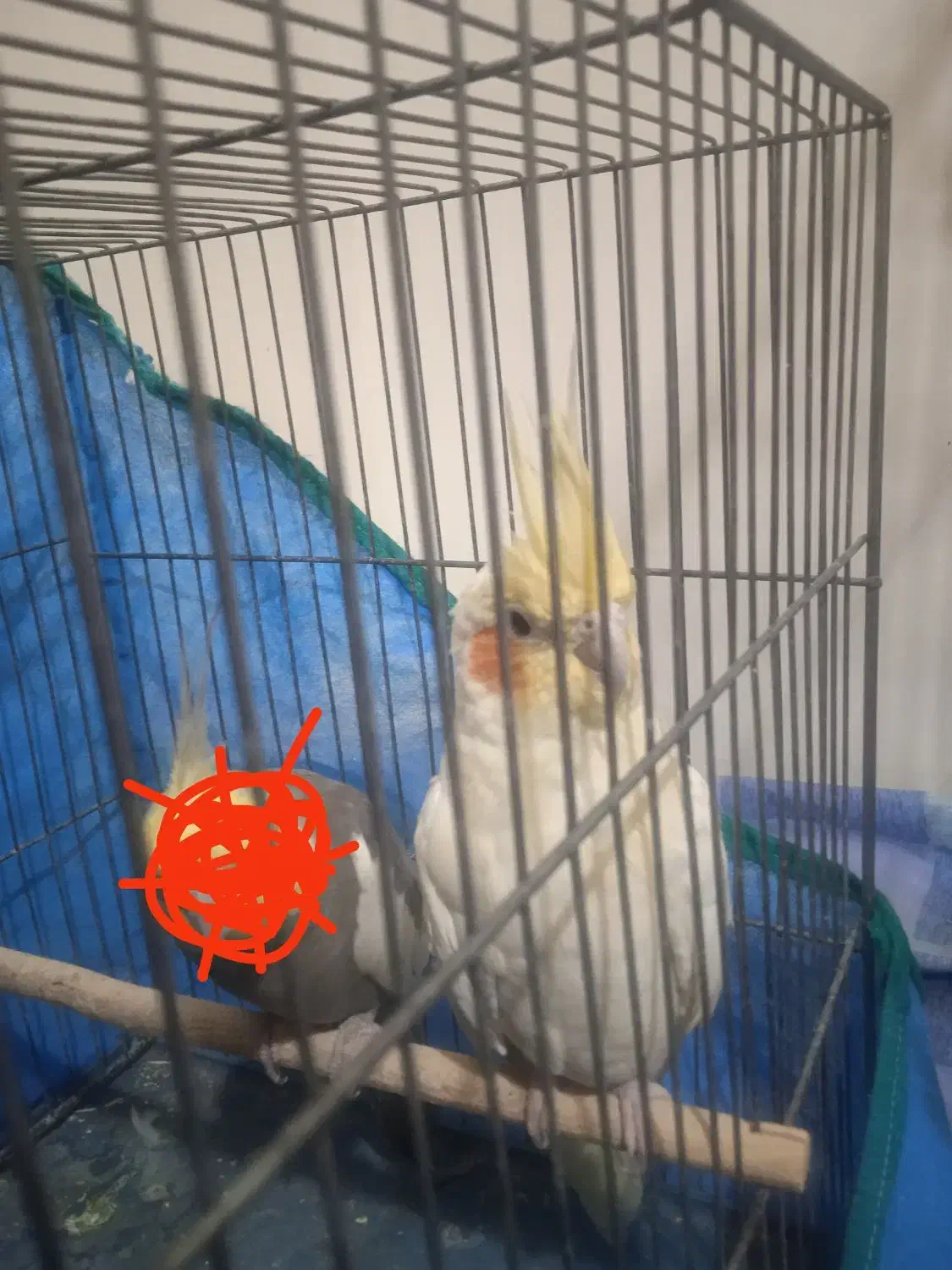 عروس هلندی سفید|پرنده|فولادشهر, B5|دیوار