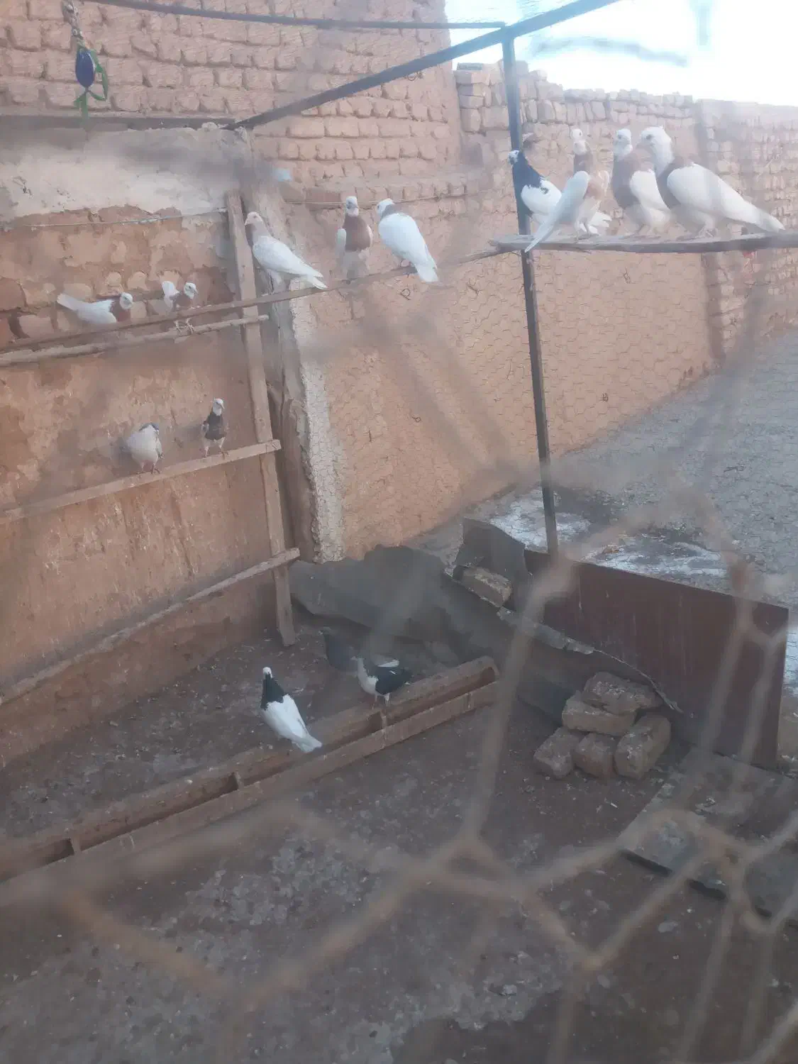 کبوتر طوقی|پرنده|اسفرورین, |دیوار