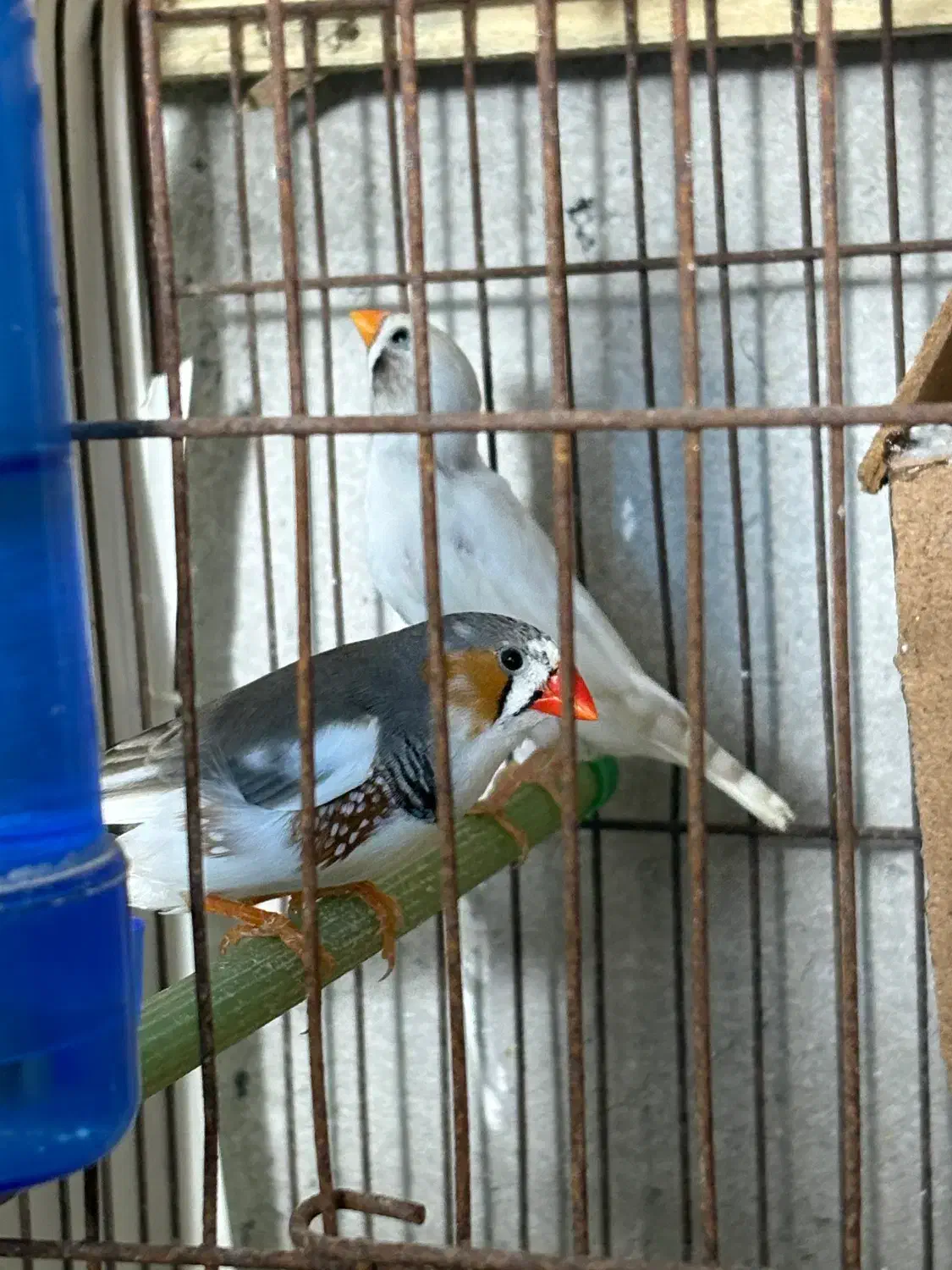 فنچ لپ|پرنده|رشت, بوسار|دیوار