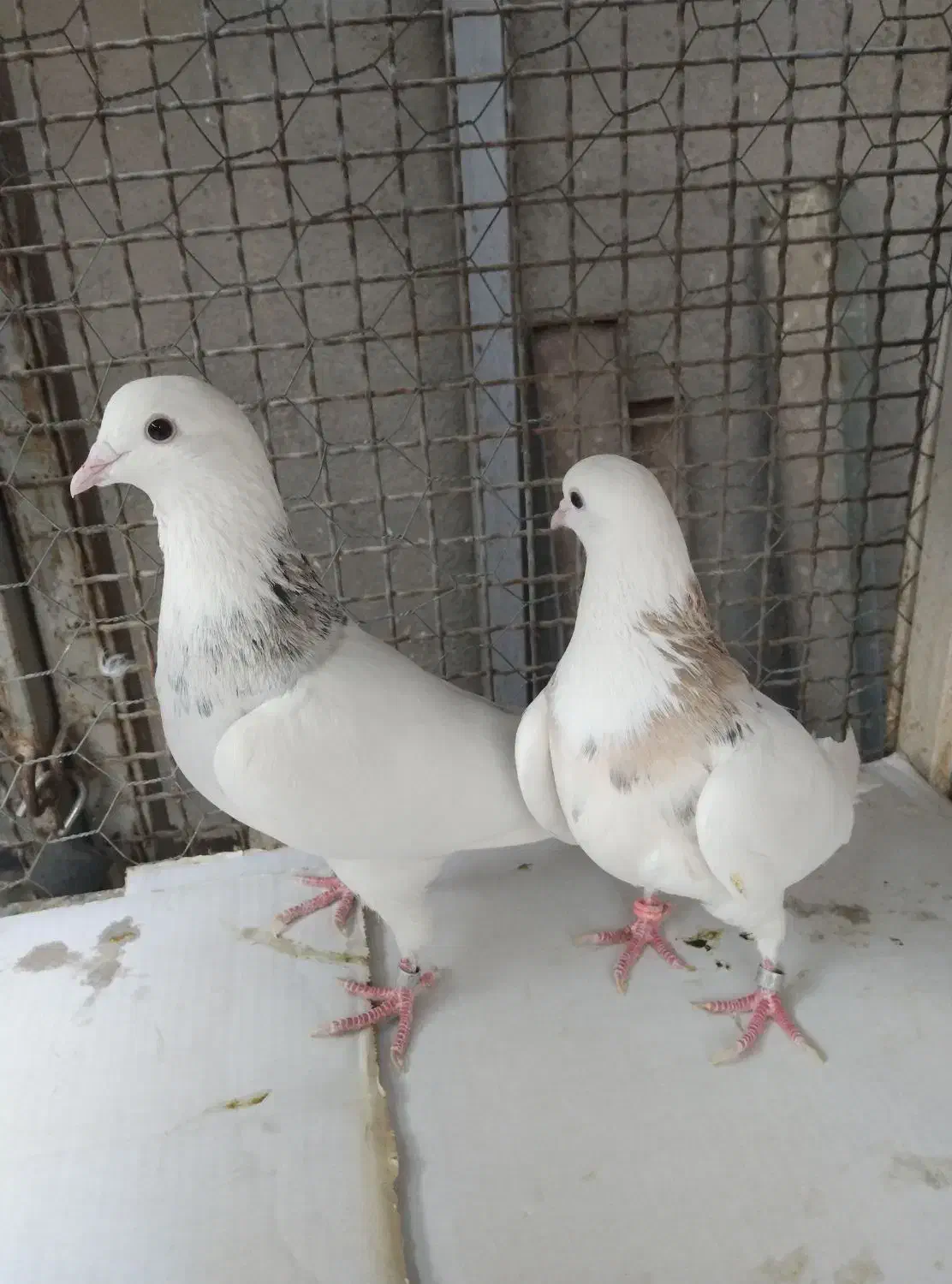 کبوتر طوقی ودمسفید|پرنده|قرچک, داوود آباد|دیوار