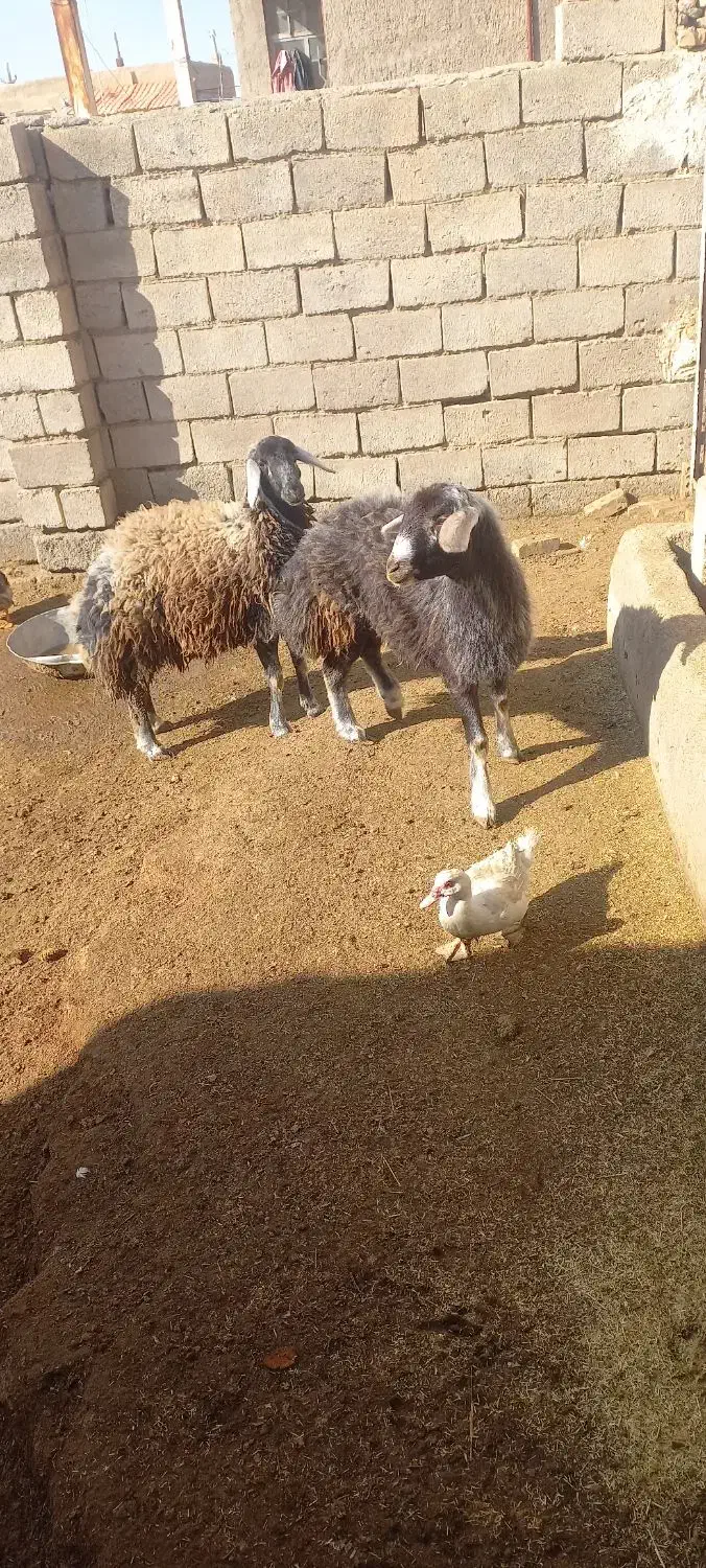 بره ماده افشار|حیوانات مزرعه|فیروزه, |دیوار