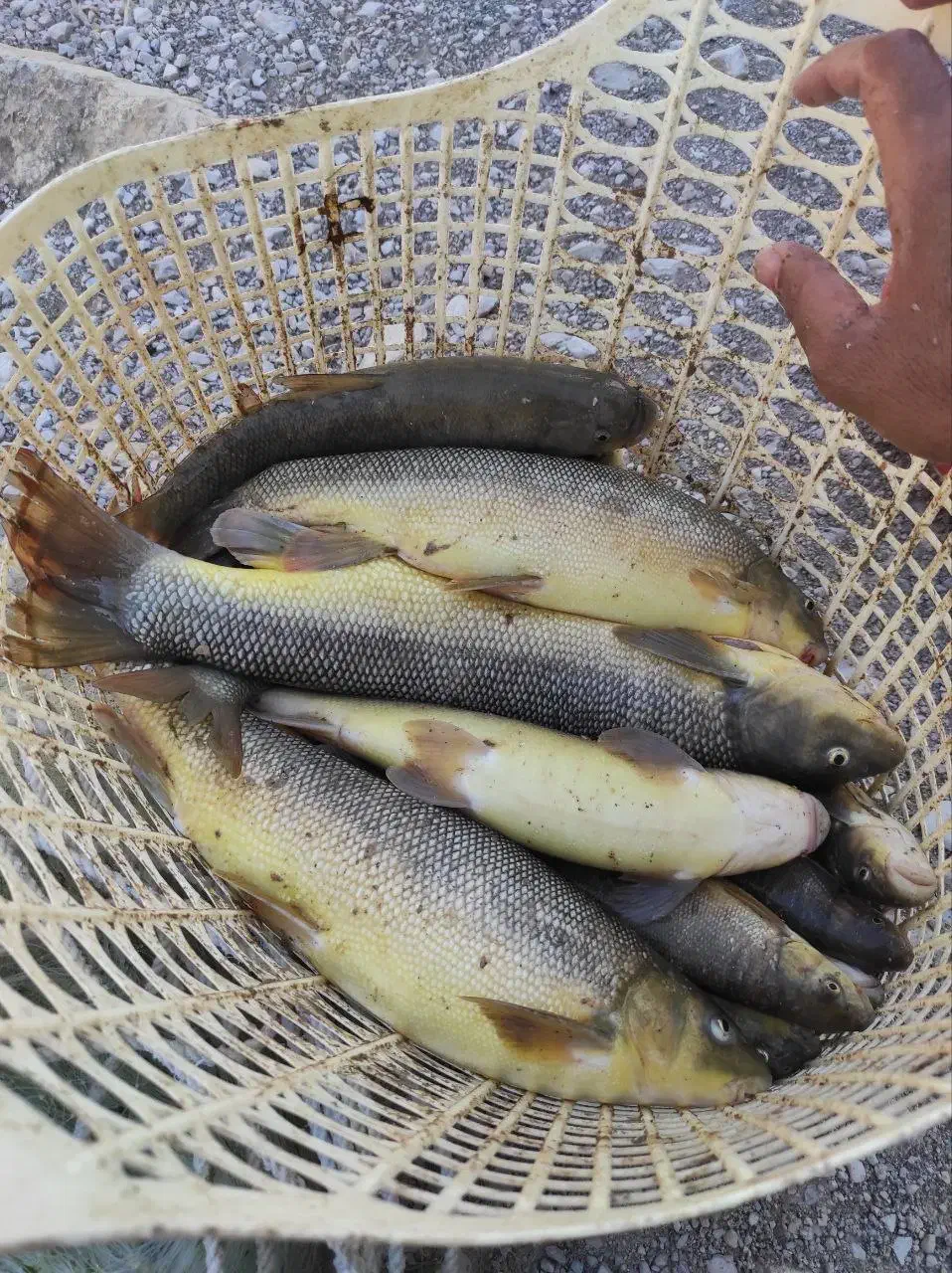 ماهی تازه لرستان رسید|ماهی|اندیمشک, |دیوار