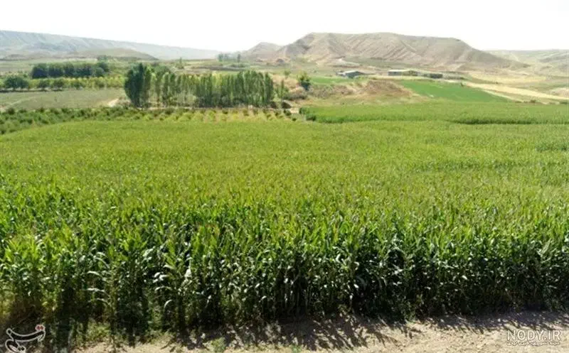 زمین کشاورزی|فروش زمین و ملک کلنگی|زنده رود, |دیوار