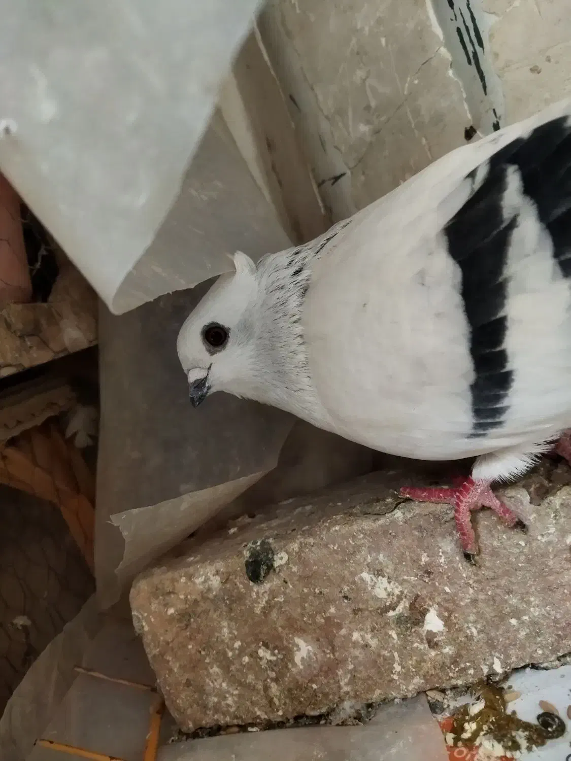 شامی کاکلی|پرنده|مشهد, چهارچشمه|دیوار