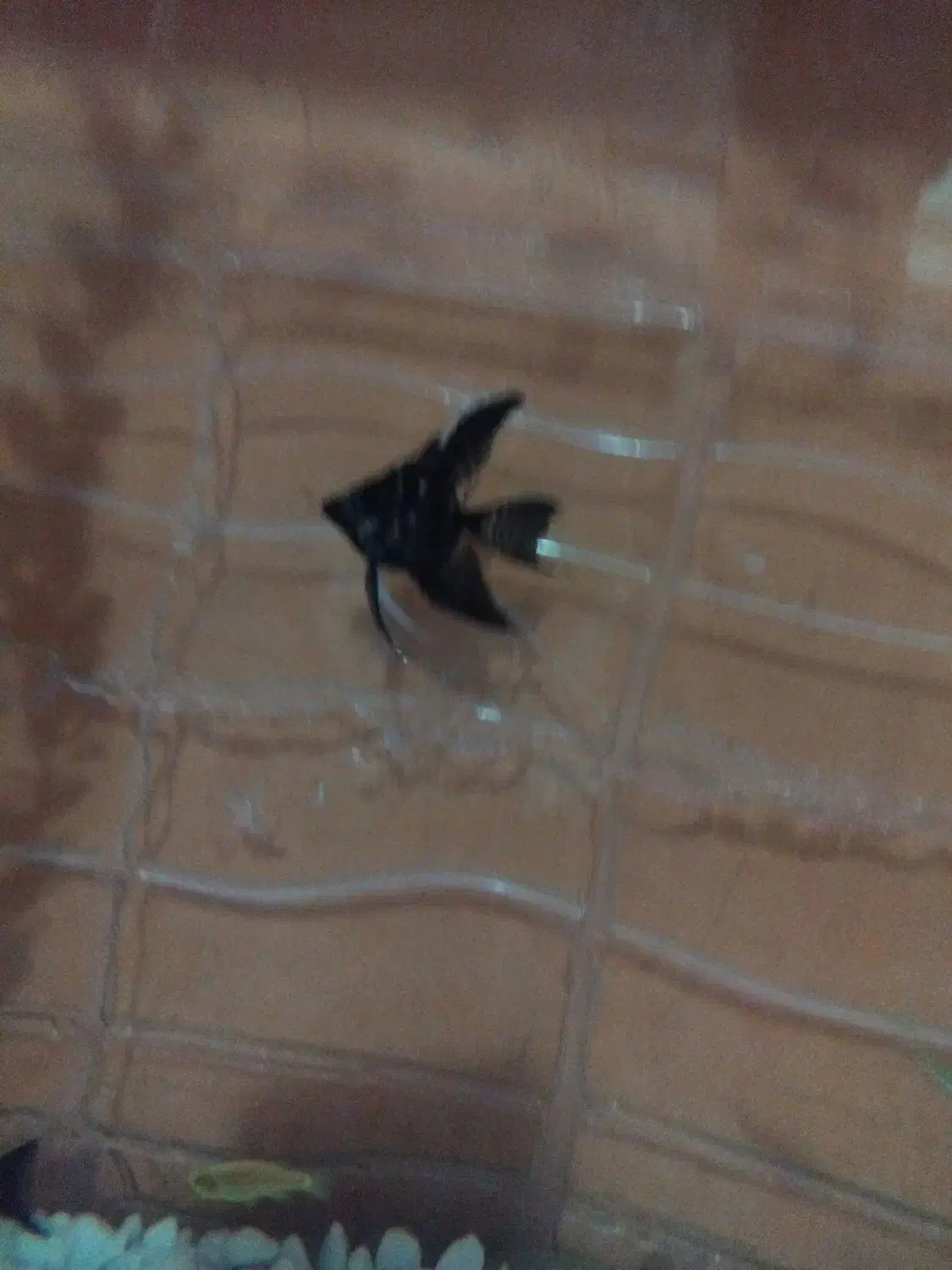 آنجل|ماهی|گرگان, |دیوار