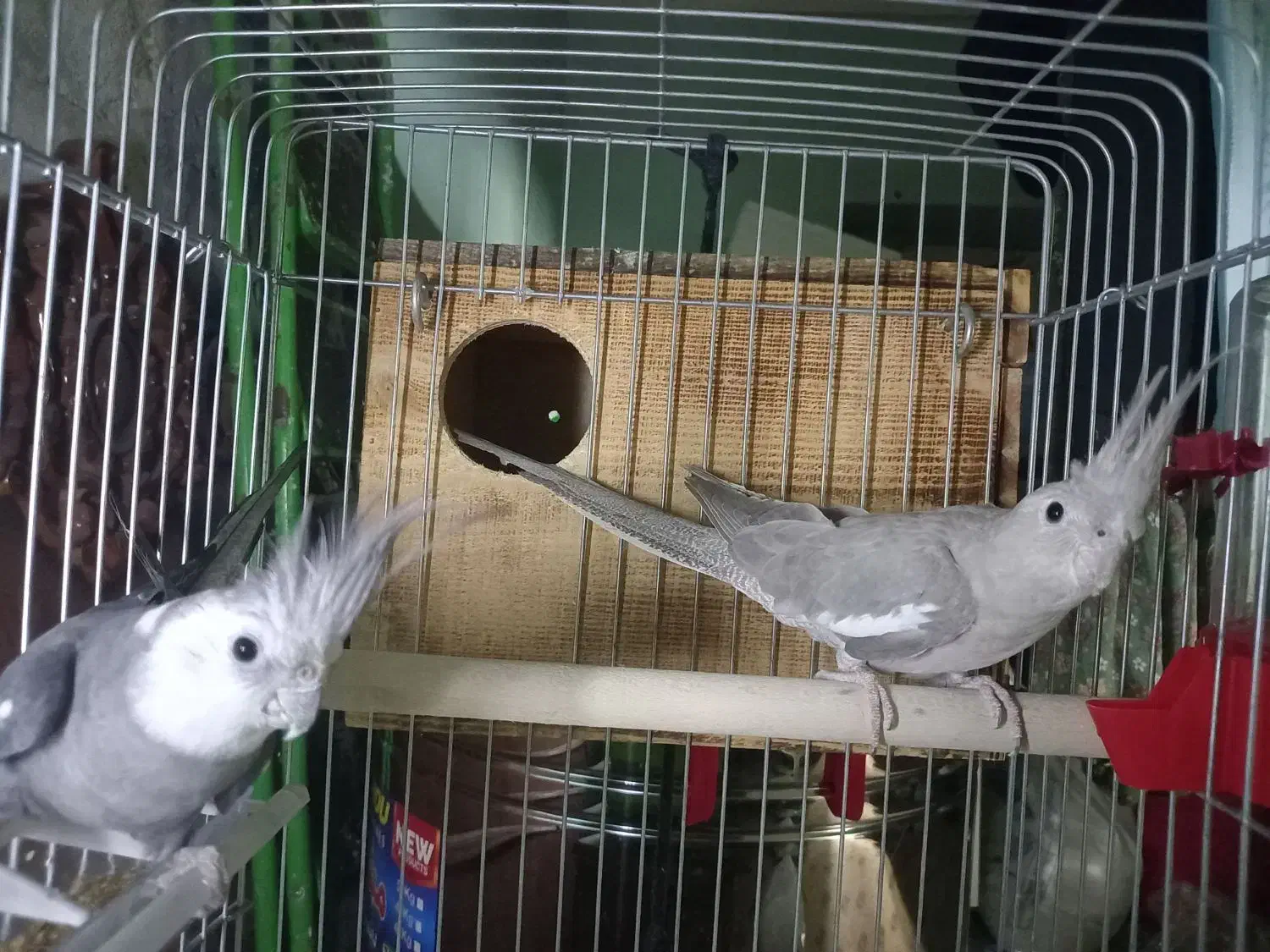 جفت عروس هلندی|پرنده|چاه مبارک, |دیوار