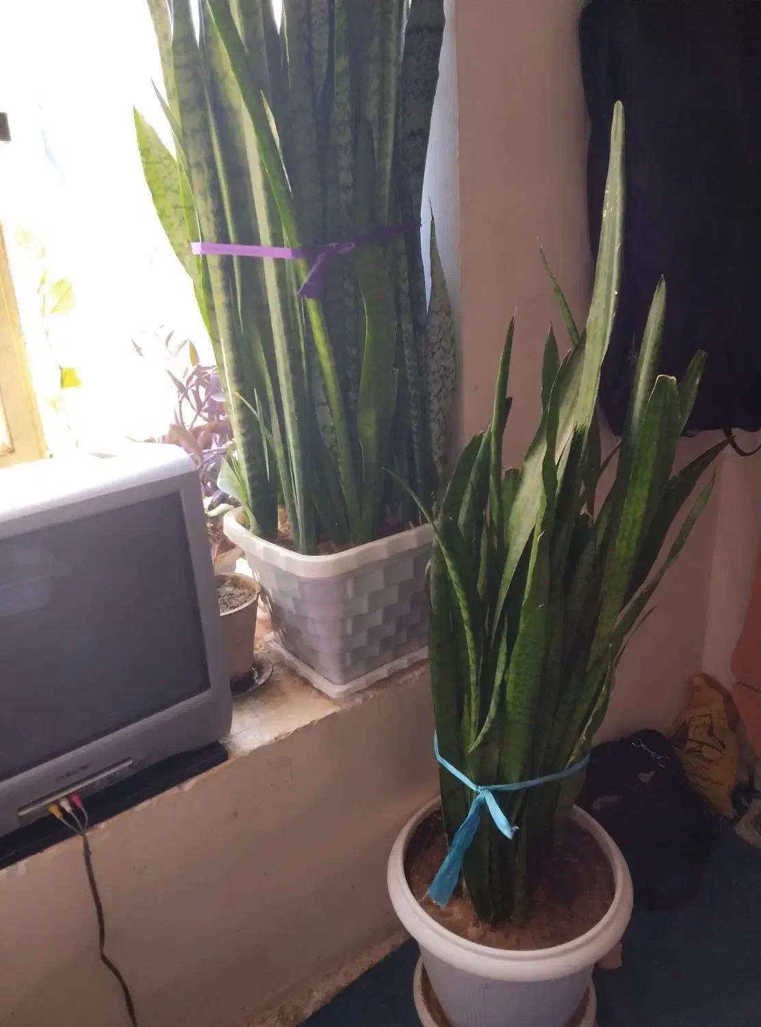 گل سانسوریا|گل و گیاه طبیعی|بن, |دیوار