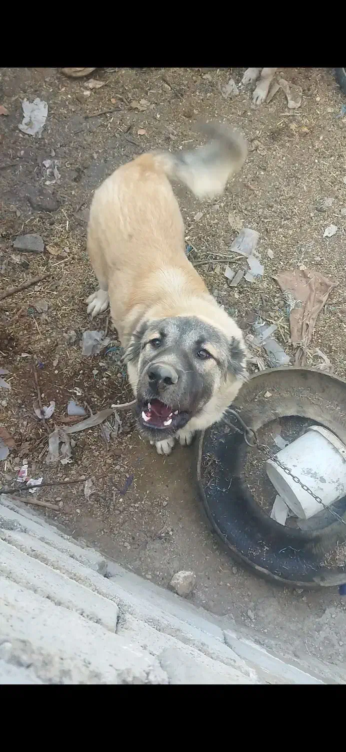 سگ سراب|سگ|بافت, |دیوار