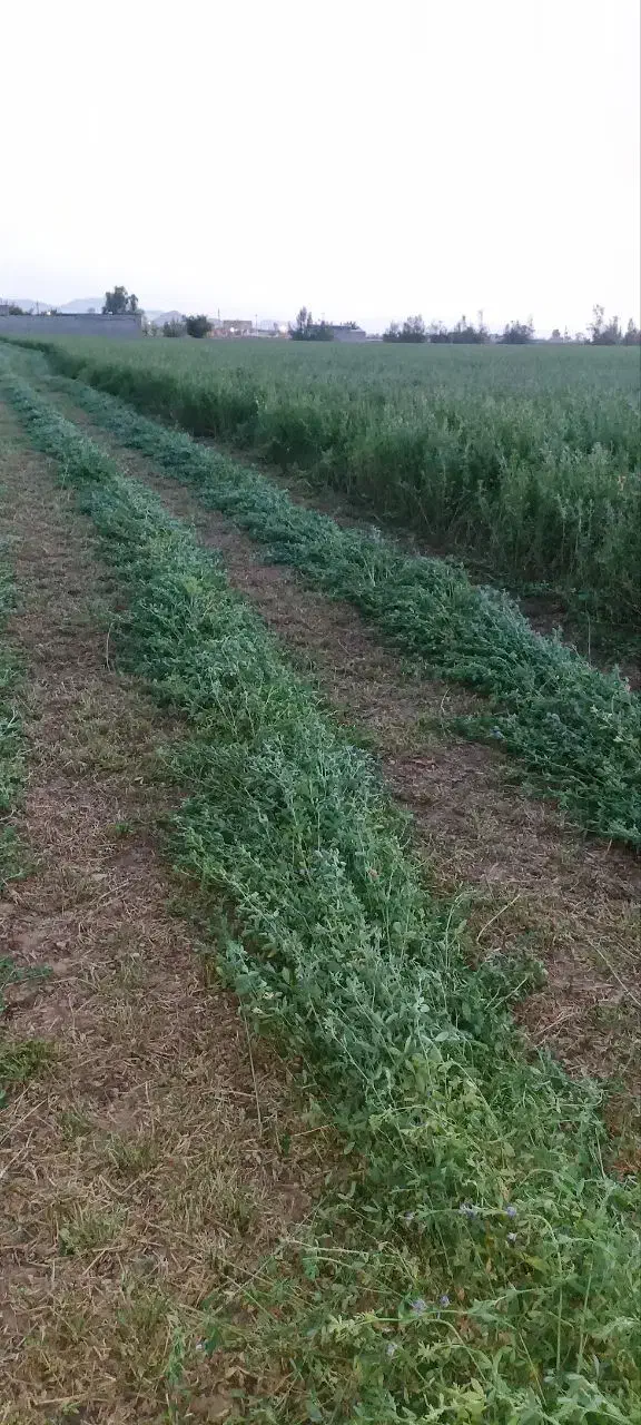 یونجه خوردشده تحویل دامداری|لوازم جانبی حیوانات|لار, |دیوار