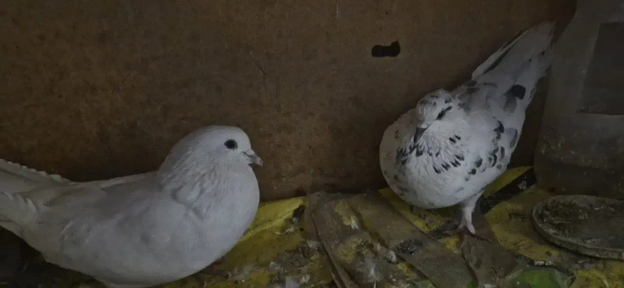 کفتر|پرنده|یزد, |دیوار