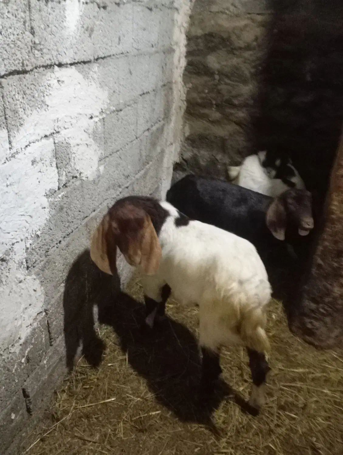 فروش 1 بزغاله نر دامازدغ 2 ماده|حیوانات مزرعه|اردبیل, |دیوار