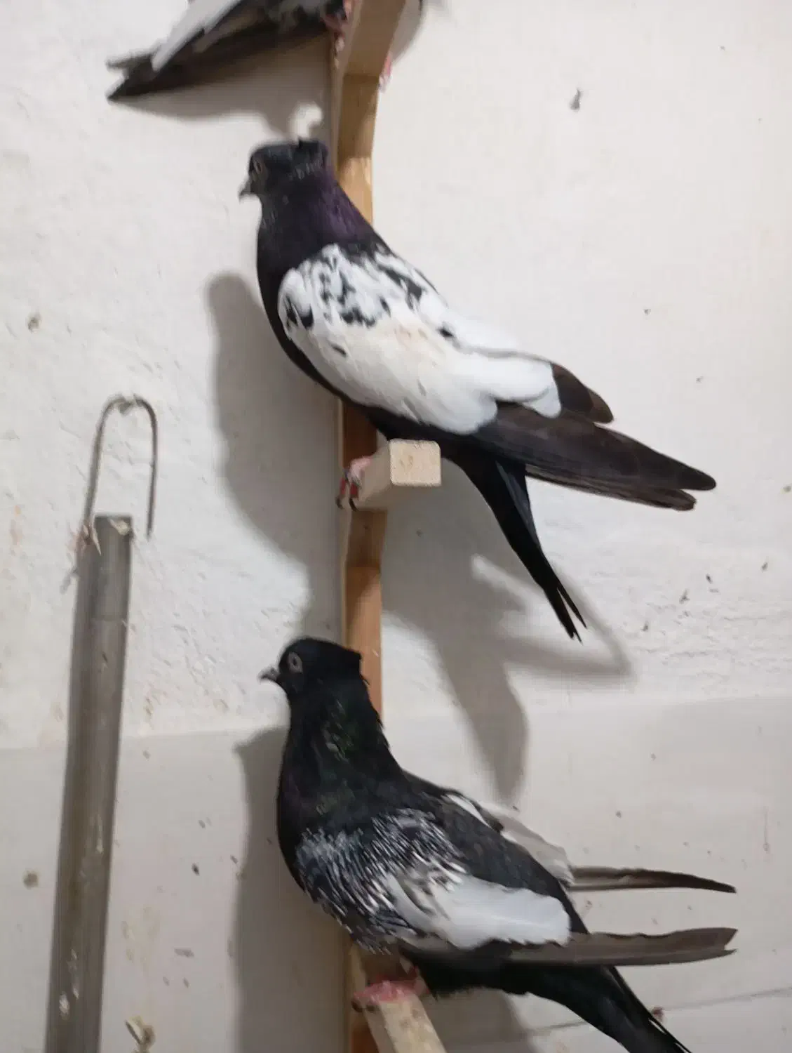 سه جفت جوجه سینه سیاه چهار پره و دو نره|پرنده|مرودشت, ابوذر شمالی|دیوار