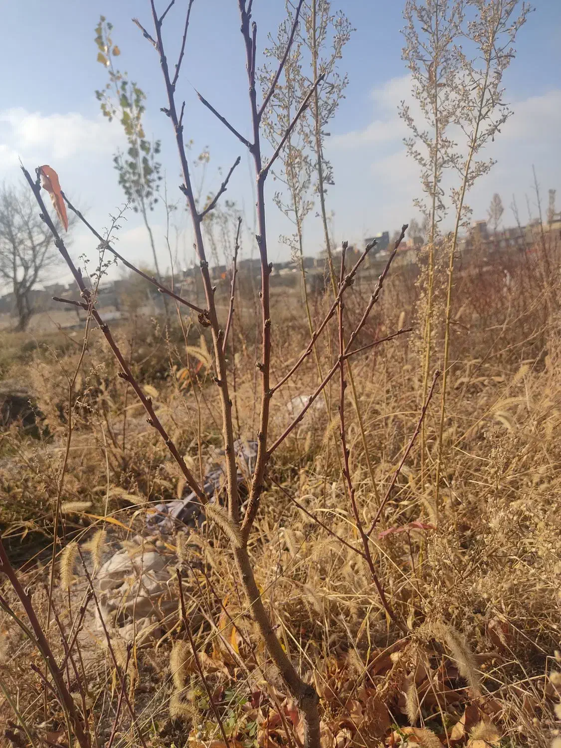 شلیل رد گل|گل و گیاه طبیعی|مشگین شهر, |دیوار