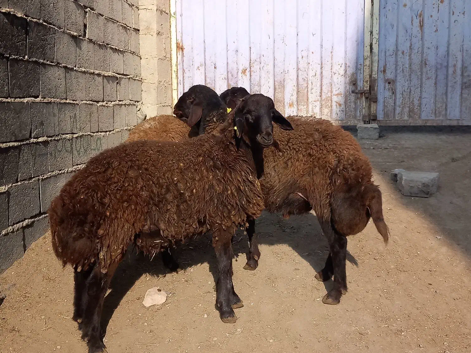 قوچ همو|حیوانات مزرعه|ماهنشان, |دیوار