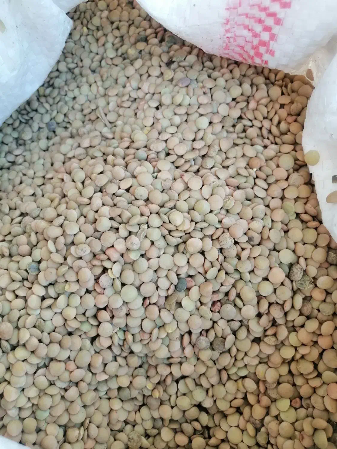 عدس ریز 130 تومن|خوردنی و آشامیدنی|مرودشت, فاز دوم شهرک فرهنگیان|دیوار