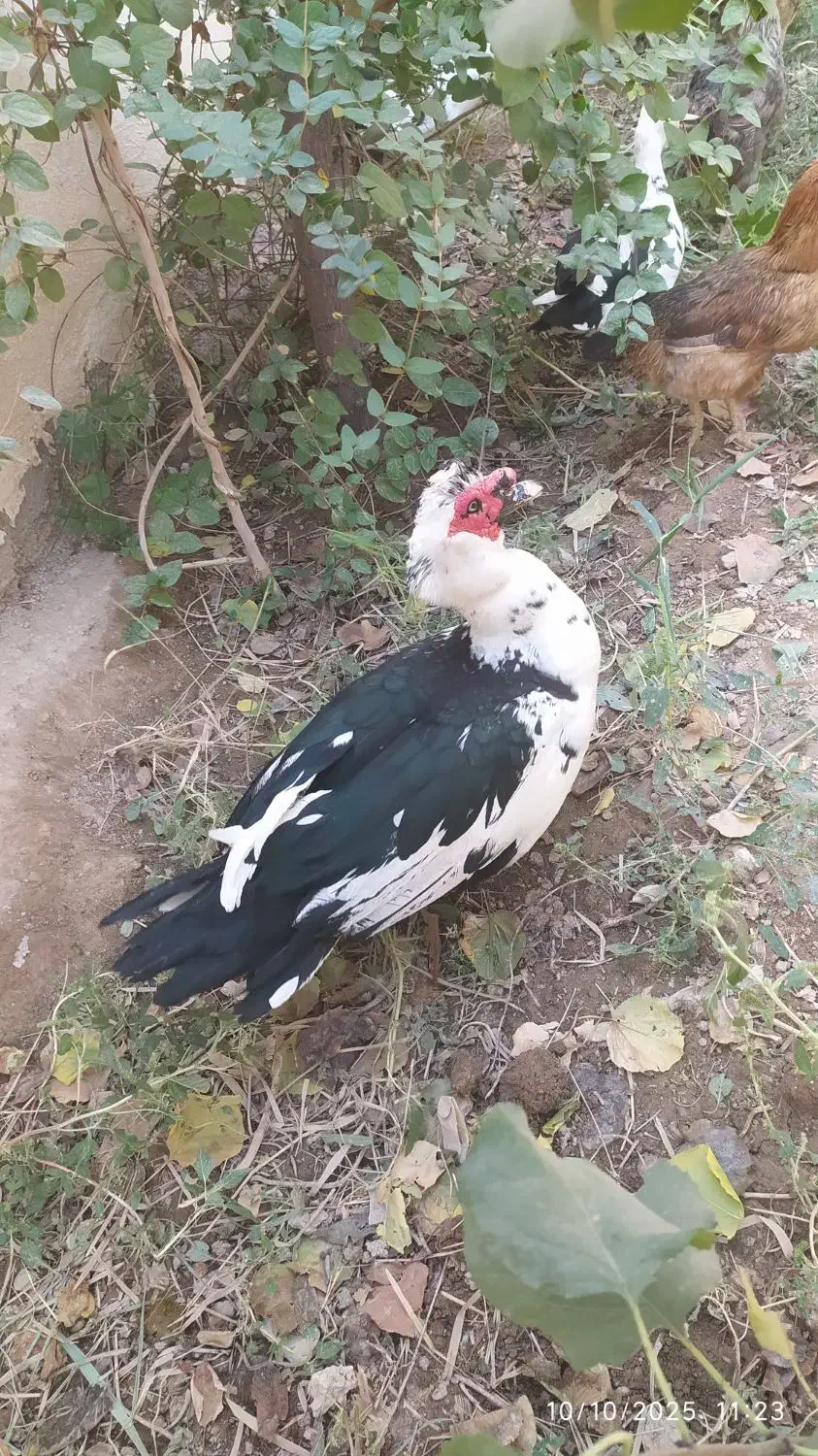 تعدادی بوغلمون واردک اسرائیلی برای فروش|حیوانات مزرعه|نسیم‌شهر, |دیوار