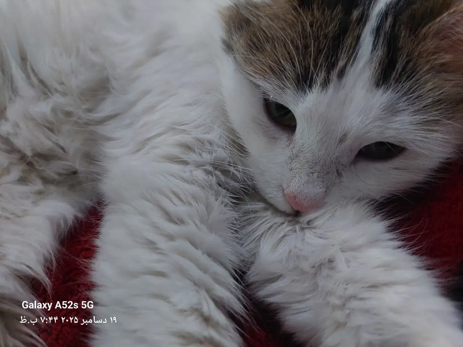 گربه سفیدماده ۷ماهه|گربه|قوچان, |دیوار