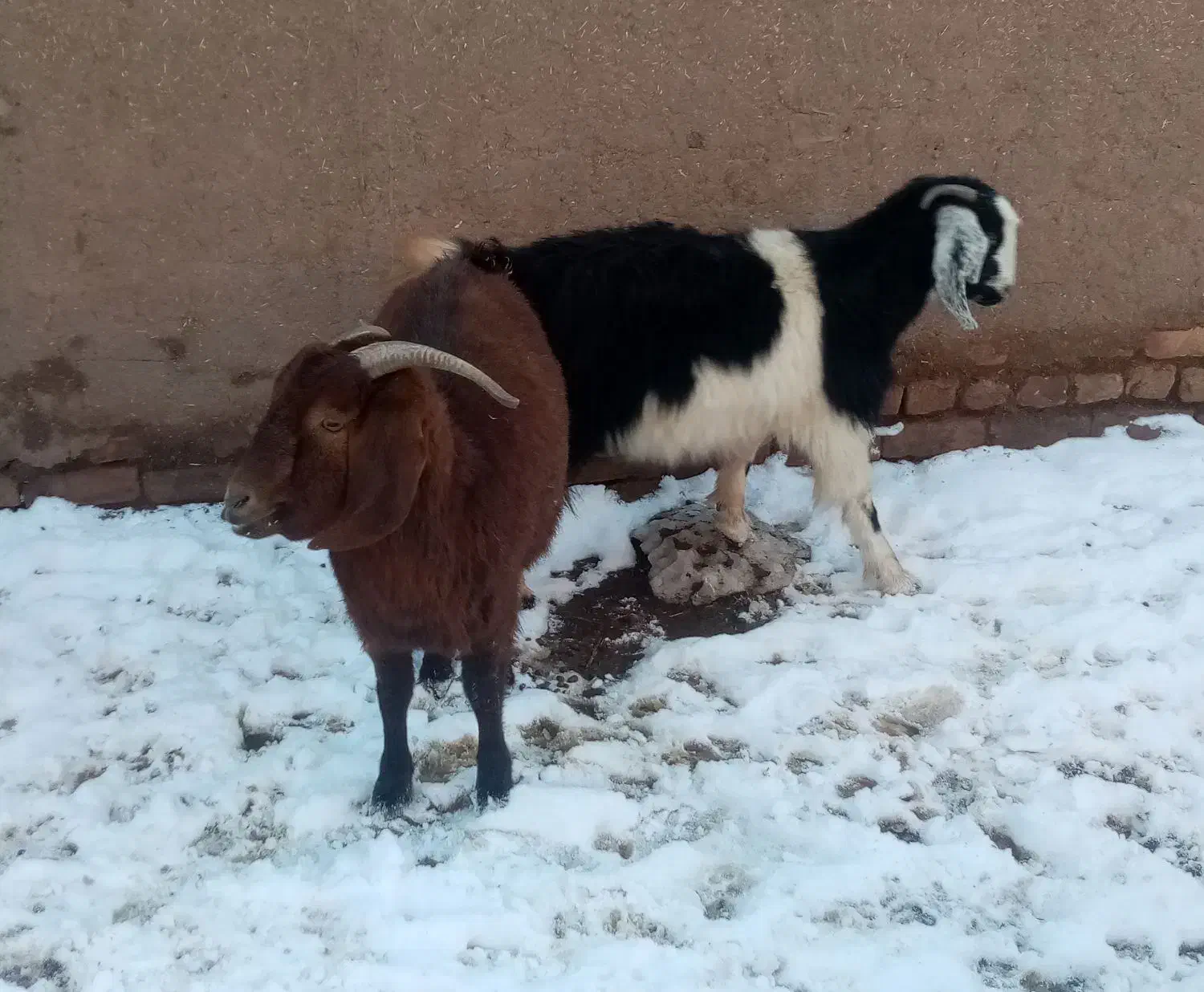 بز زاییده|حیوانات مزرعه|کدکن, |دیوار