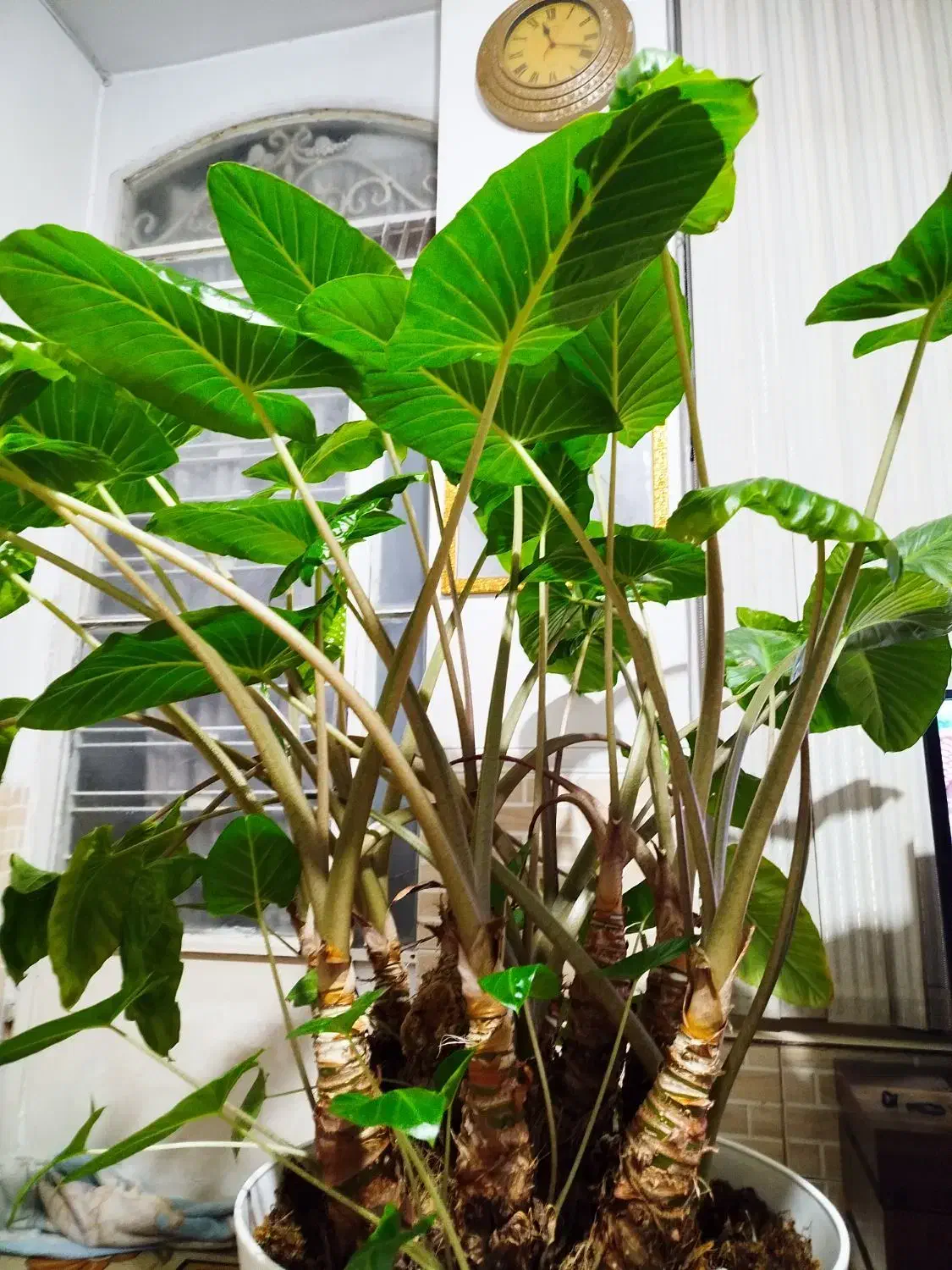 گل بابا آدم|گل و گیاه طبیعی|شیراز, کوشک میدان|دیوار