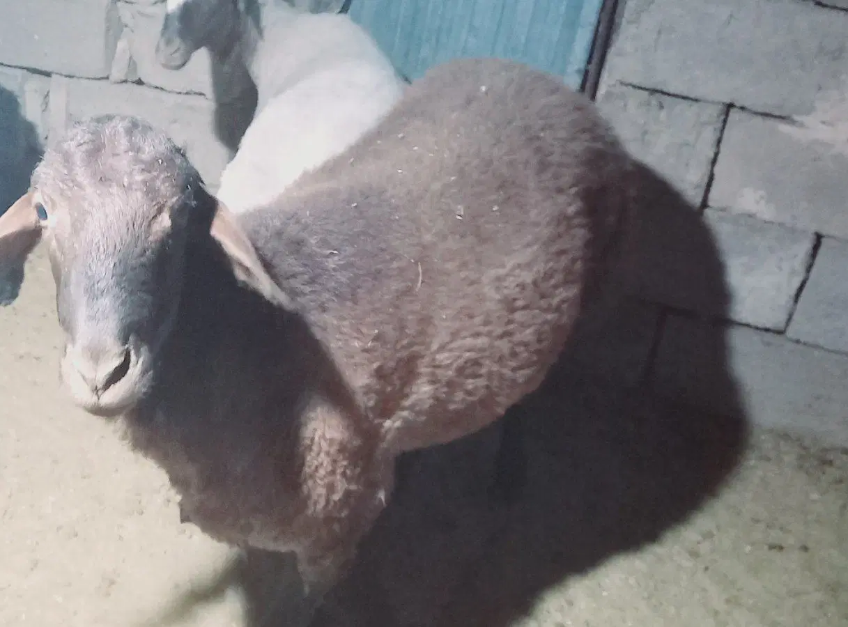 بره همو|حیوانات مزرعه|راور, |دیوار