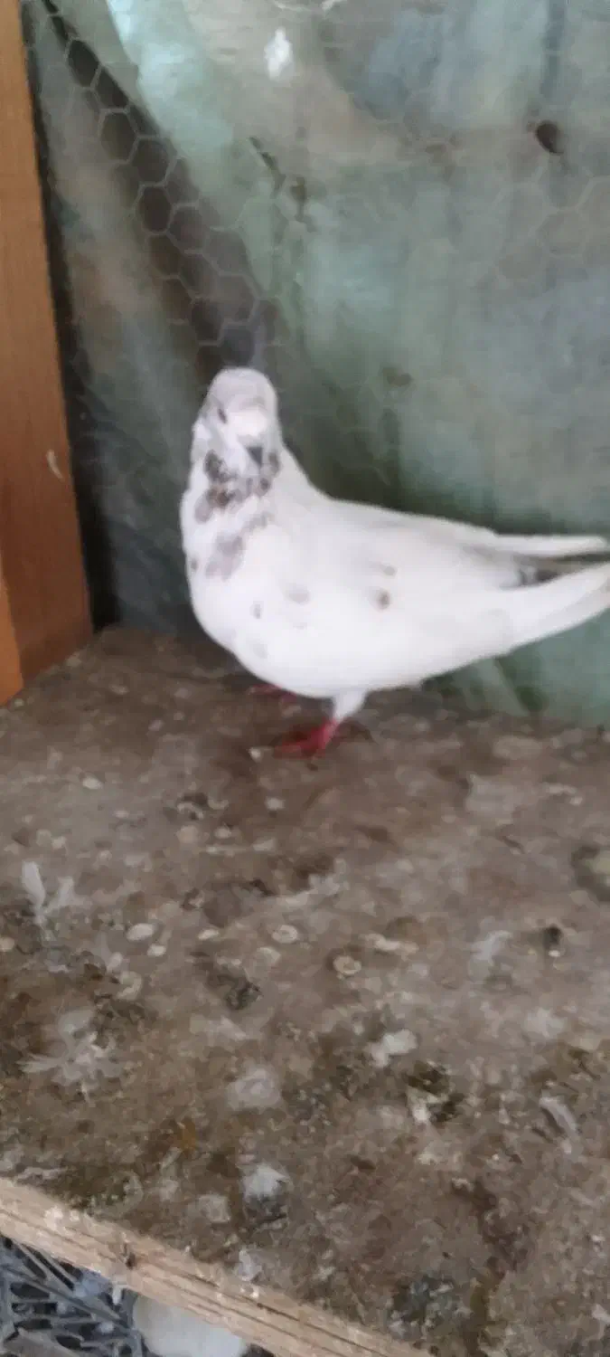 کبوتر‌پروازی|پرنده|رودسر, |دیوار