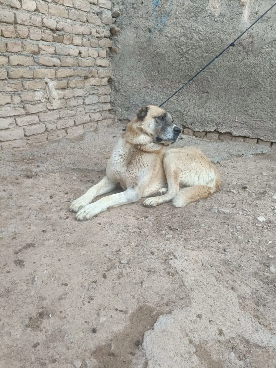 سگ گله|سگ|شیروان (خراسان), |دیوار