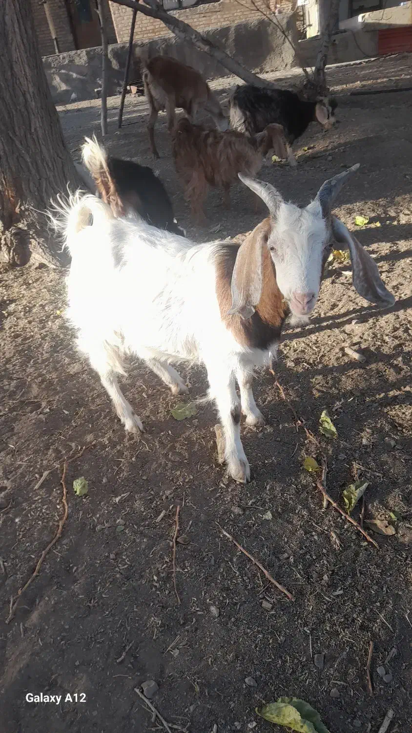 فروشی|حیوانات مزرعه|قزوین, |دیوار