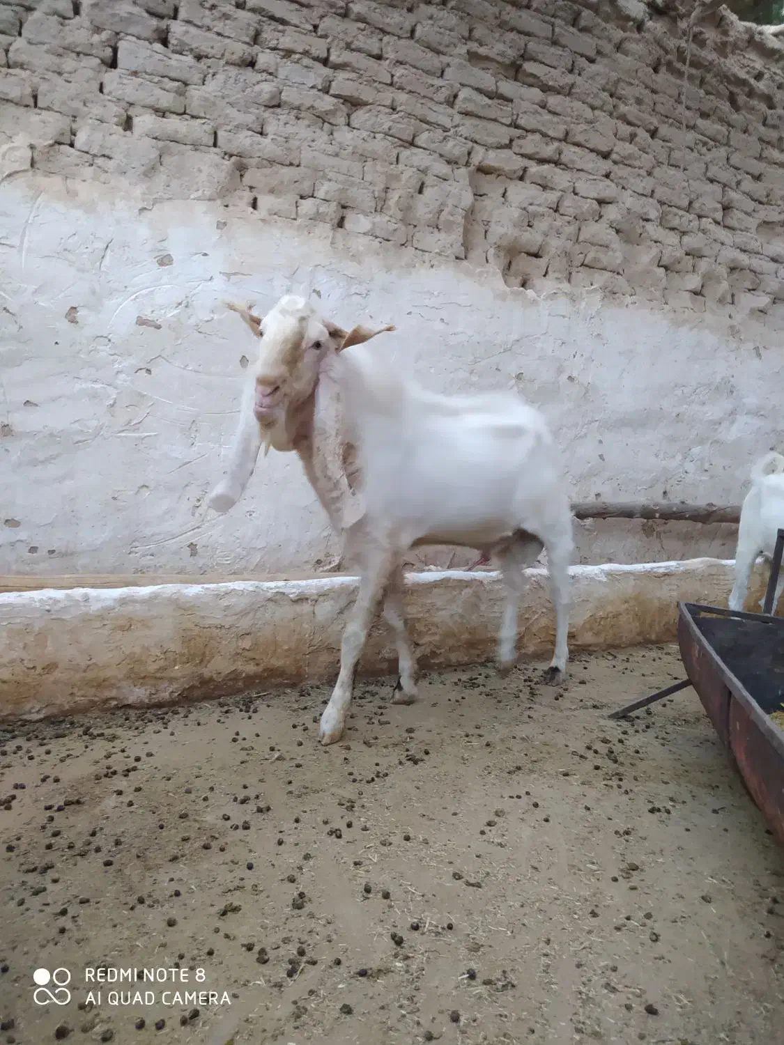 تکه کل نژاد گلابی|حیوانات مزرعه|شریفآباد, |دیوار