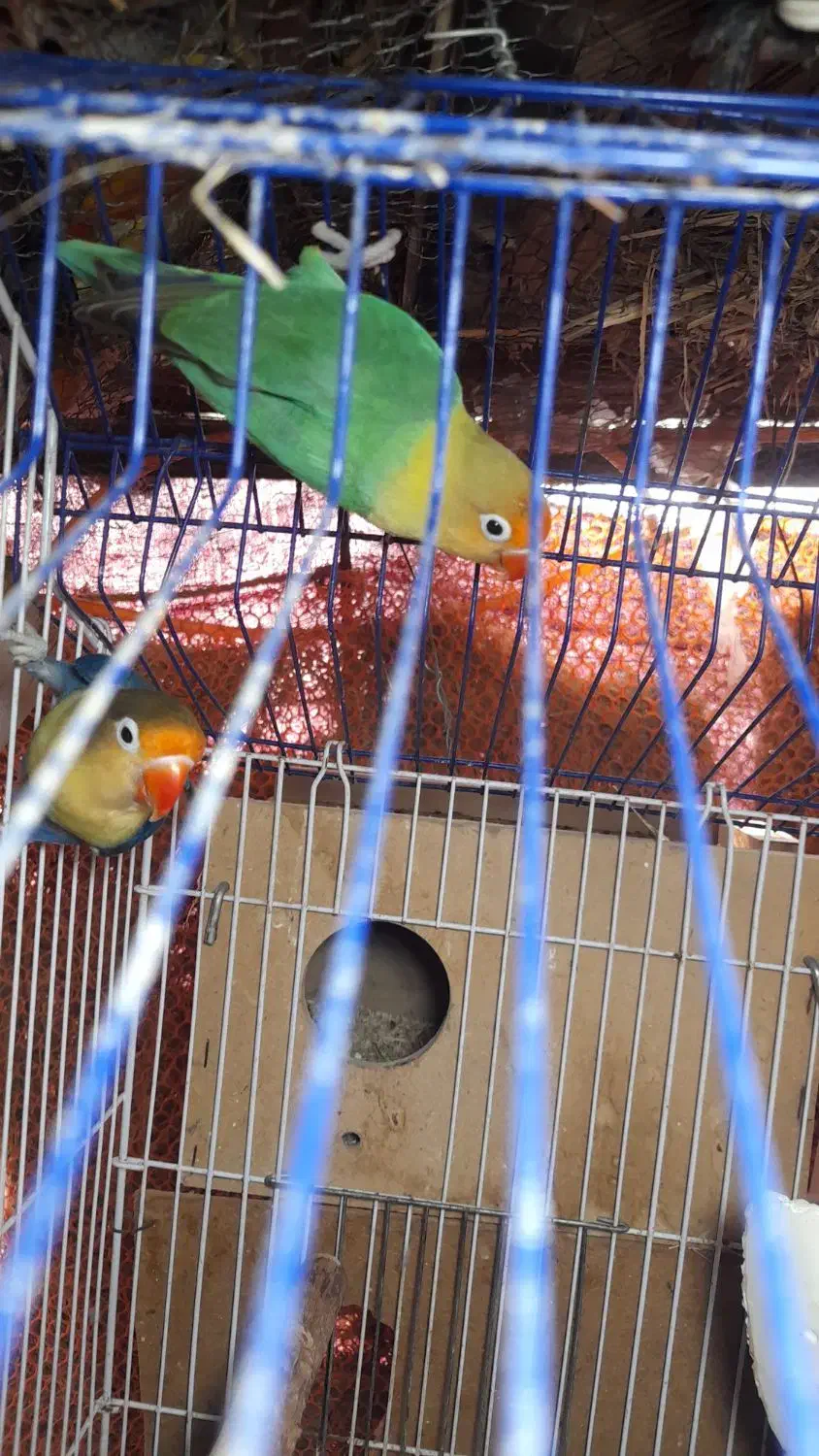 طوطی برزیلی *مورد عشق پروانی*فنچ کرواتی|پرنده|بهبهان, |دیوار