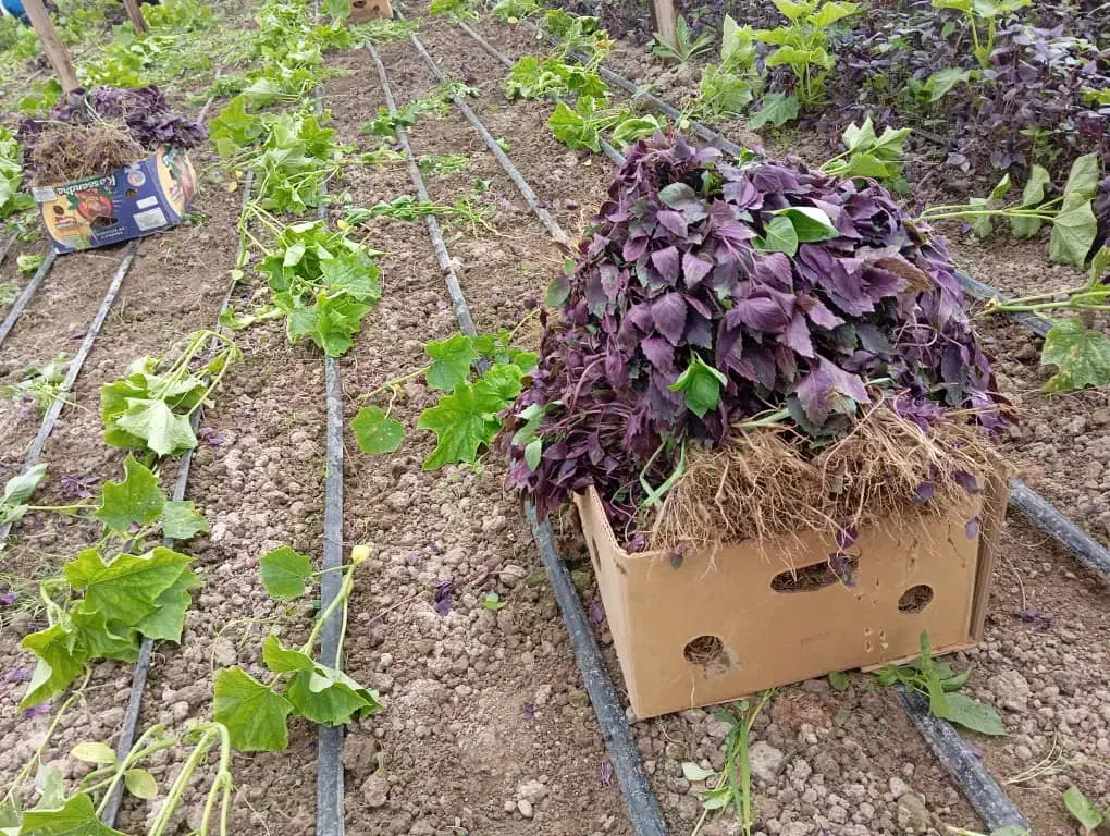 وانت کرایه روزانه اصفهان به دزفول|خدمات حمل و نقل|ابریشم, |دیوار