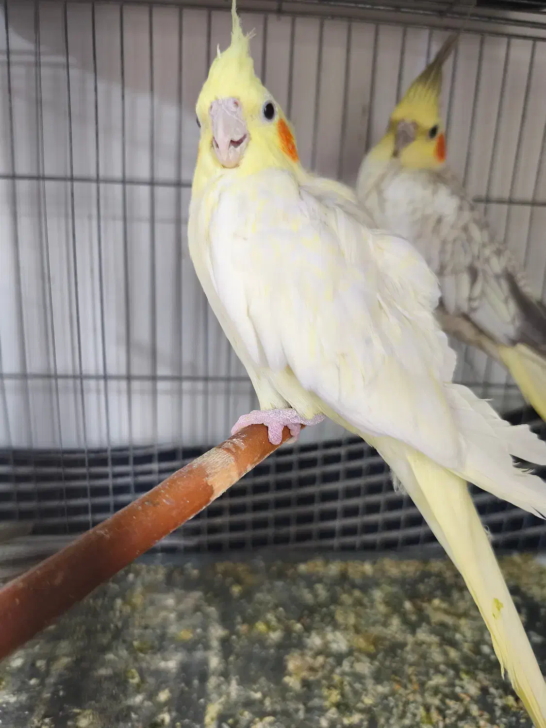 عروس هلندی|پرنده|محمدشهر, شهرک پیام (مهرالبرز)|دیوار