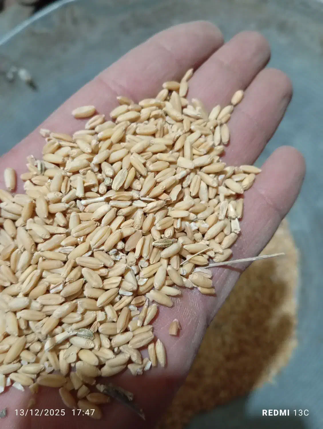 گندم دیم|خدمات باغبانی و درختکاری|شهرکرد, |دیوار