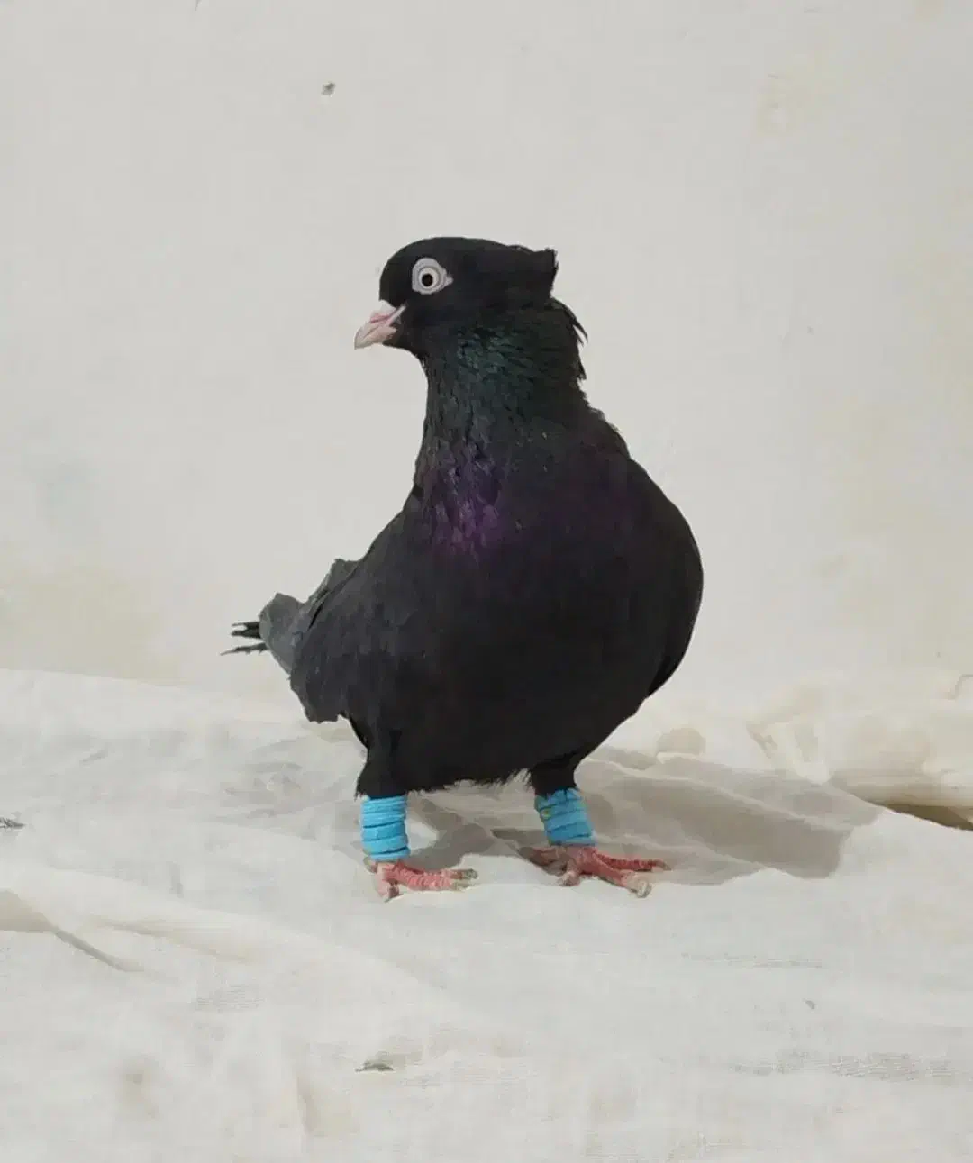 کبوتر|پرنده|سنندج, |دیوار