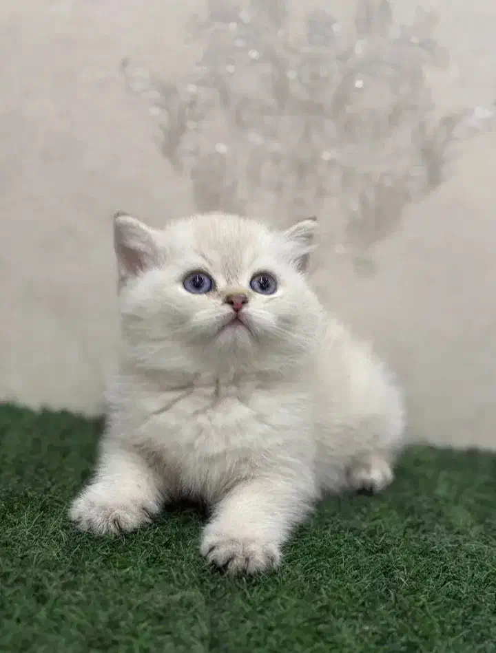 سرپرستی گرفتن گربه|گربه|محمدیه-قزوین, |دیوار