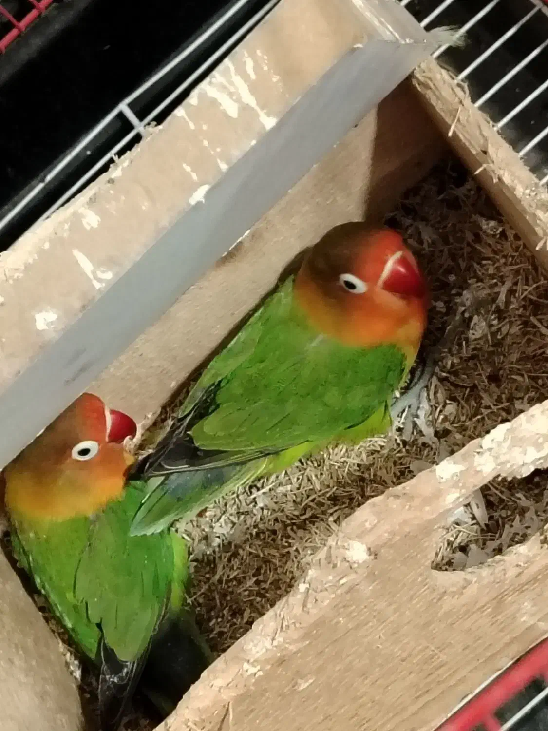 برزیلی به شرط مولد بودن|پرنده|قائم‌شهر, |دیوار