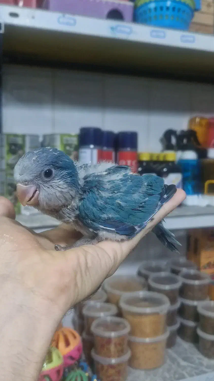 گرینچیک طوطی راهب ردچیک سرلاکی و دونخور و نرم خور|پرنده|کرج, شاهین‌ویلا|دیوار