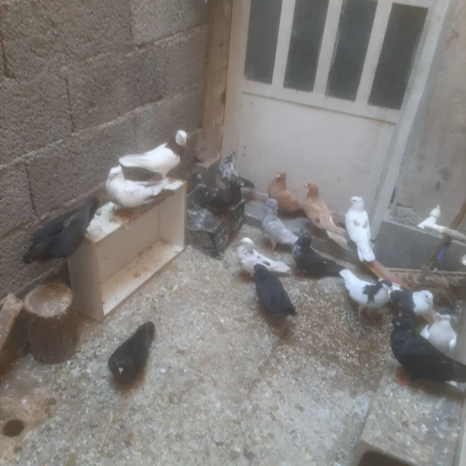 کبوتر|پرنده|اهواز, گلستان|دیوار