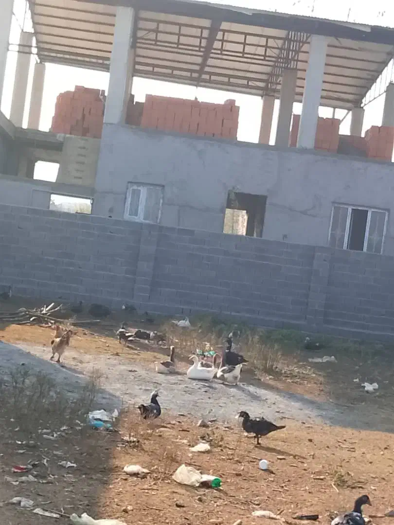 بنایی ساختمان از صفر تا صد|خدمات پیشه و مهارت|امامزاده عبدالله, |دیوار